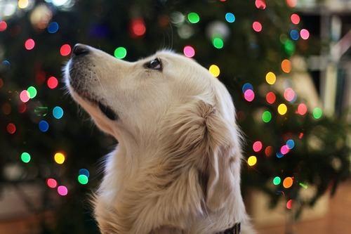 Keep Pets Calm Amid Holiday Noise